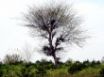Tapety na plochu - Tree