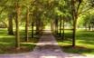 Tapety na plochu - A shiny day in park