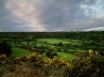 Tapety na plochu - Gorse