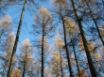 Tapety na plochu - Larches