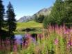 Tapety na plochu - Summer Beauty
