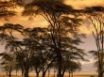 Tapety na plochu - Steppe Trees