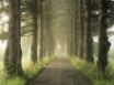 Tapety na plochu - Pine Drive