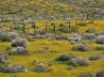 Tapety na plochu - Goldfields