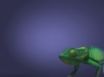 Tapety na plochu - Chameleon