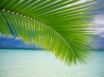 Tapety na plochu - Tropical Vista