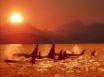 Tapety na plochu - Sunset coast