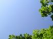 Tapety na plochu - Summer nature