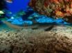 Tapety na plochu - Nurse Shark