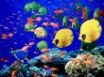 Tapety na plochu - Life below red sea