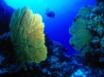 Tapety na plochu - Gorgonian fan