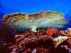 Tapety na plochu - Huge table coral