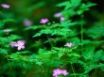 Tapety na plochu - Forest flowers