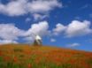 Tapety na plochu - Windmill
