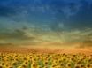 Tapety na plochu - The bees field