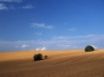 Tapety na plochu - Golden field blue sky