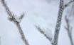 Tapety na plochu - Winter frost