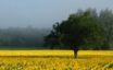 Tapety na plochu - Sunflower field
