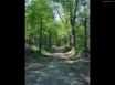 Tapety na plochu - Shadowed forest