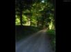 Tapety na plochu - Road in forest