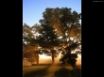 Tapety na plochu - Trees and rays