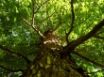 Tapety na plochu - Tree looking