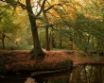 Tapety na plochu - Autumn forest