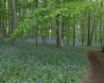 Tapety na plochu - Green forest