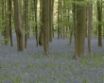 Tapety na plochu - Dense forest