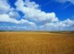 Tapety na plochu - Golden field 2