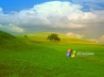 Tapety na plochu - Longhorn field 3