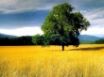 Tapety na plochu - Tree in field