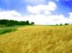 Tapety na plochu - Golden field