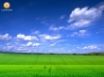 Tapety na plochu - Longhorn field 1