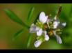 Tapety na plochu - Spring flowers