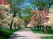 Tapety na plochu - Pink and white trees