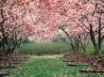 Tapety na plochu - In full bloom
