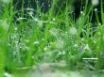Tapety na plochu - Ambiental