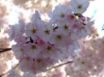 Tapety na plochu - Spring Wisp