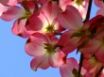 Tapety na plochu - Dogwood