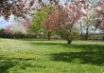 Tapety na plochu - Orchad in Spring