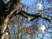 Tapety na plochu - Rose Hip Bloom