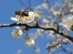 Tapety na plochu - Bee on Spring