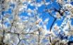 Tapety na plochu - Blossoms and Blue