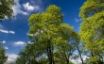 Tapety na plochu - Green Trees