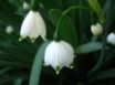 Tapety na plochu - Bell Snowdrops