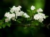 Tapety na plochu - Magic Blossom