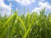 Tapety na plochu - Grass and Sky