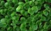 Tapety na plochu - Fresh Greenery