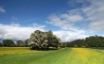 Tapety na plochu - Buttercups Riverside